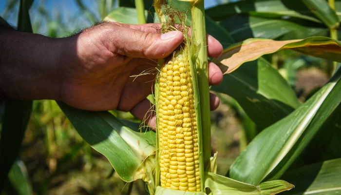  &copy;&nbsp;Елена Синеок, ЮГА.ру