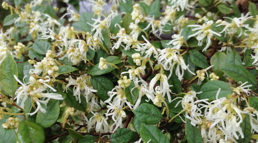  © Фото пресс-службы Сочинского нацпарка