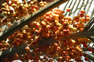 Бутия головчатая, или &laquo;желейная&raquo; пальма &copy;&nbsp;Фото пресс-службы Сочинского нацпарка