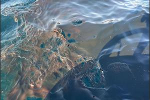  © Скриншот из телеграм-канала Юрия Озаровского https://t.me/MoreOz/105083