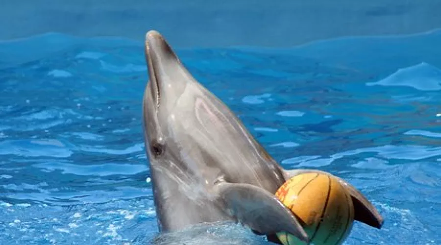 В Сочи открылся крупнейший дельфинарий России &copy;&nbsp;Юлия Баранова, ЮГА.ру