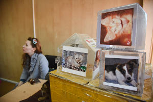 Приют для пострадавших животных "Краснодог" © Фото Елены Синеок, ЮГА.ру