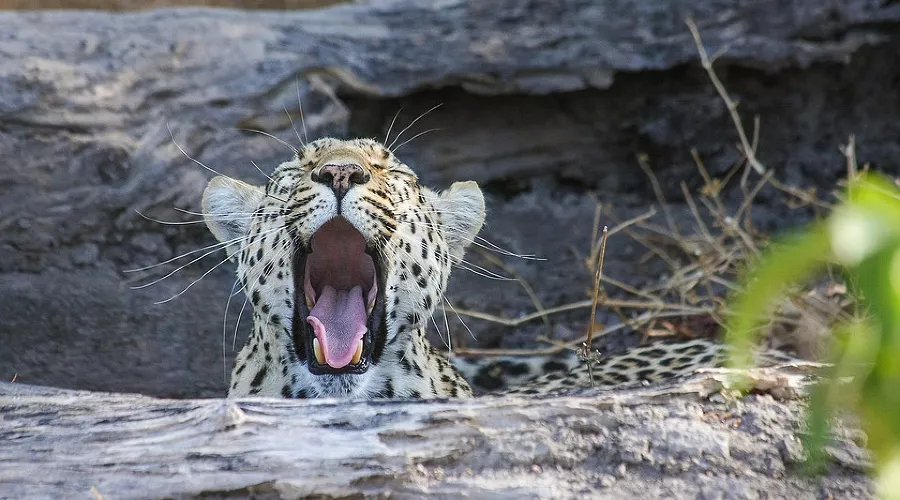  &copy;&nbsp;Фото с сайта pixabay.com