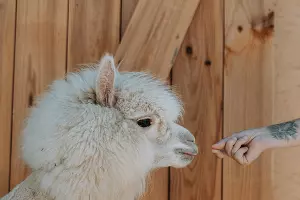  &copy;&nbsp;Фото пресс-службы курорта &laquo;Роза Хутор&raquo;