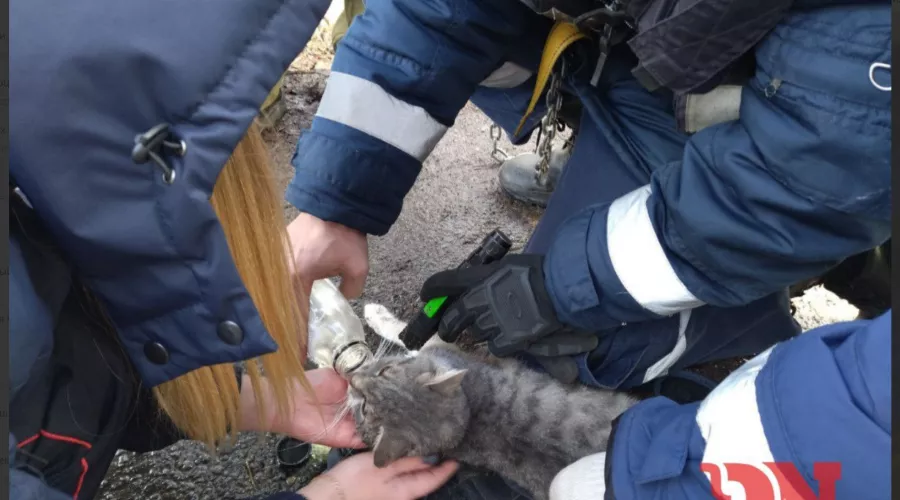  &copy;&nbsp;Скриншот из телеграм-канала &laquo;Donnews. Новости-на-Дону&raquo; https://t.me/donnewsru/20276?single