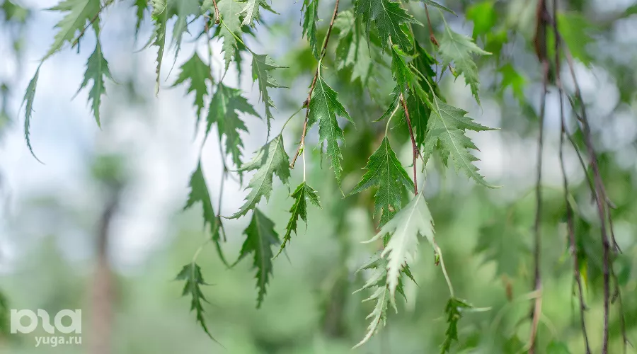  &copy;&nbsp;Фото Юли Шафаростовой, Юга.ру