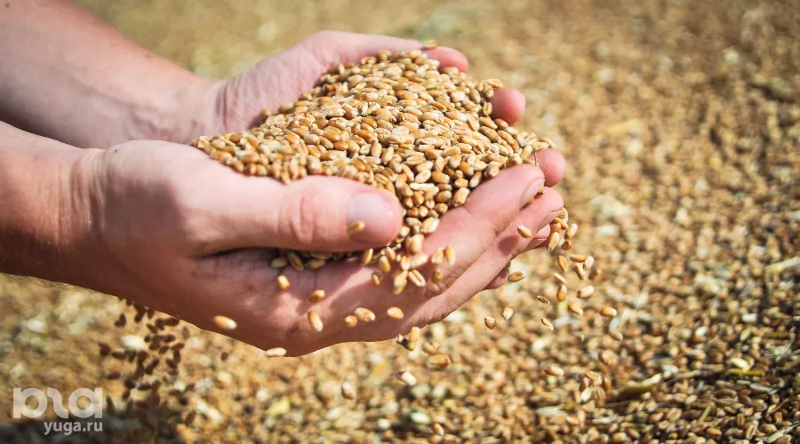  &copy;&nbsp;Фото Елены Синеок, Юга.ру