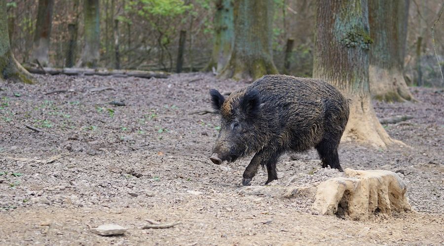  © Фото пользователя webandi с сайта pixabay.com