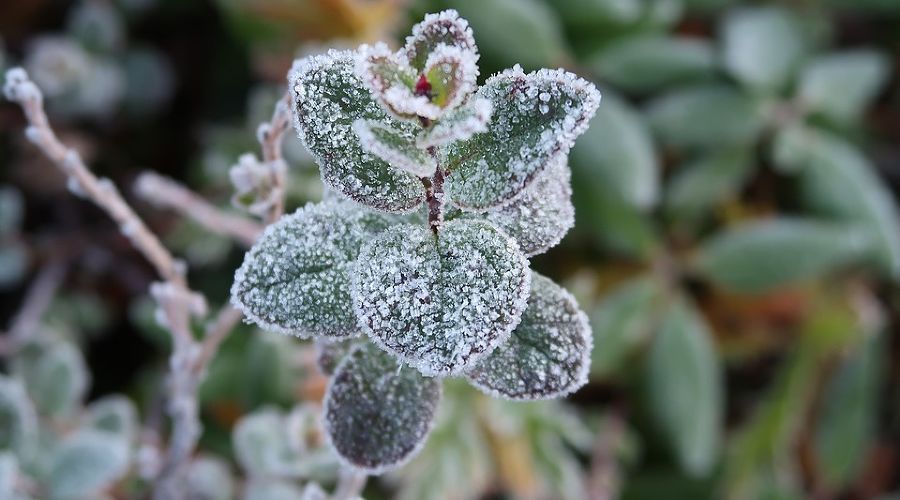  © фото с сайта pixabay.com