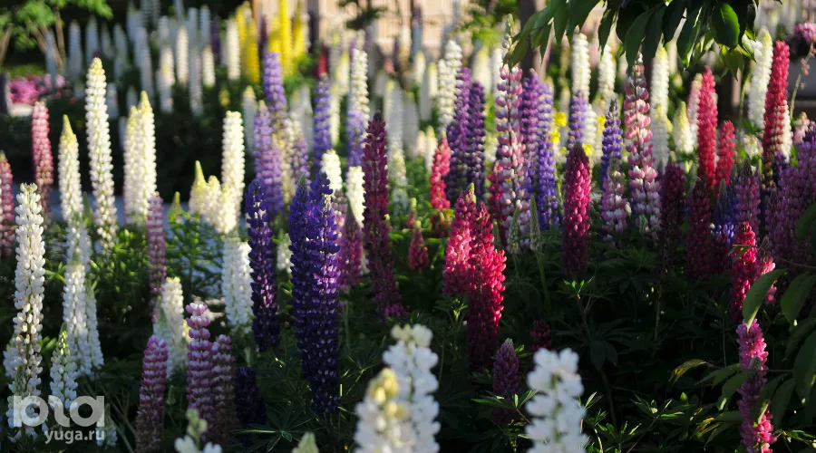 Люпины в Японском саду парка «Краснодар» &copy;&nbsp;Фото Марины Солошко, Юга.ру