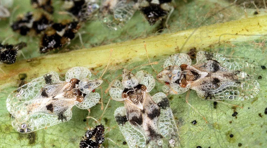 Клоп-кружевница дубовый &copy;&nbsp;Фото с сайта czl23.ru