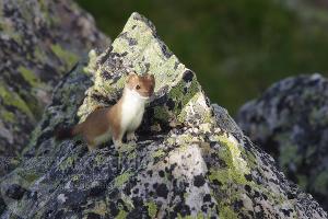  © Фото пресс-службы Кавказского заповедника