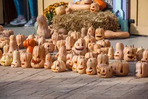  &copy;&nbsp;Фото пресс-службы &laquo;Сочи Парка&raquo;