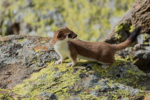  © Фото пресс-службы Кавказского заповедника