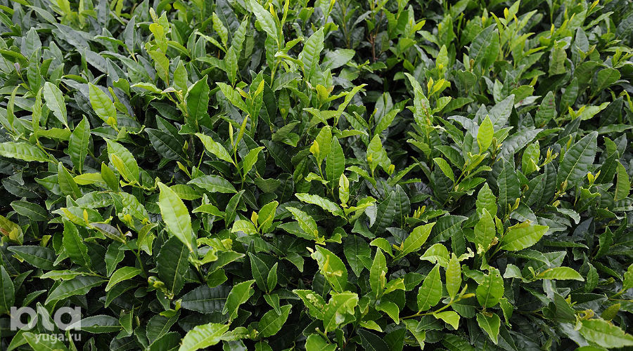  © Фото Александра Никонова, Юга.ру