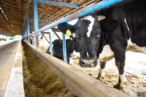  &copy;&nbsp;Фото Елены Синеок, Юга.ру