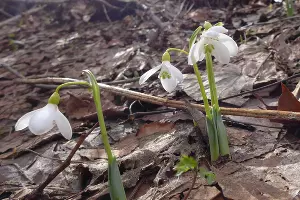 Подснежник альпийский &copy;&nbsp;User Plantarium для Wikipedia.org
