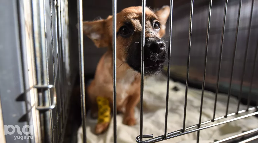 Приют для пострадавших животных «Краснодог» &copy;&nbsp;Фото Елены Синеок, Юга.ру