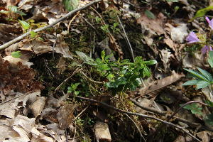  © Фото пресс-службы Сочинского нацпарка