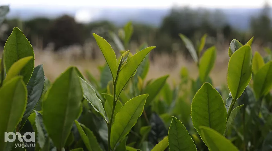  &copy;&nbsp;Фото Александра Никонова, Юга.ру