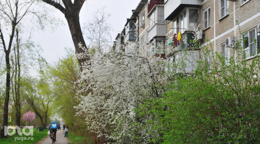 Весна в Краснодаре &copy;&nbsp;Фото Марины Солошко, Юга.ру