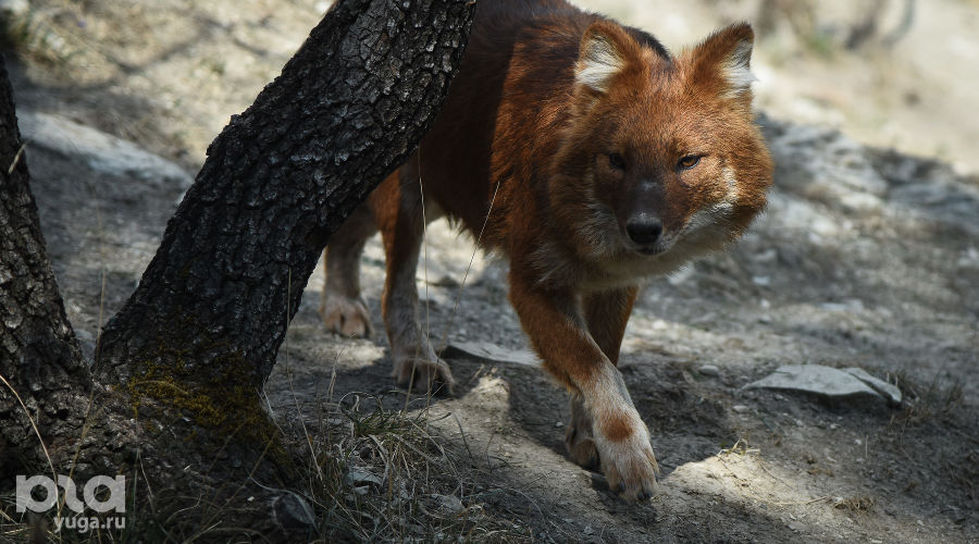  © Елена Синеок, ЮГА.ру