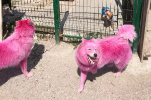  &copy;&nbsp;Фото из группы &laquo;ХАСКИ ХЭЛП - Команда помощи хаски и СЕС&raquo; &laquo;ВКонтакте&raquo;, vk.com/husky_help_team