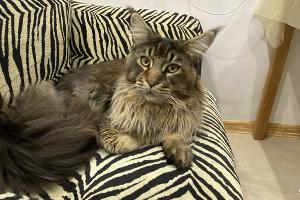  © Фото с сайта Avito, https://www.avito.ru/krasnodar/koshki/kot_meyn-kun_musulmanskiy_halyal_2174454366