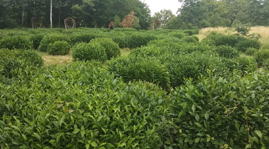  © Фото Юга.ру