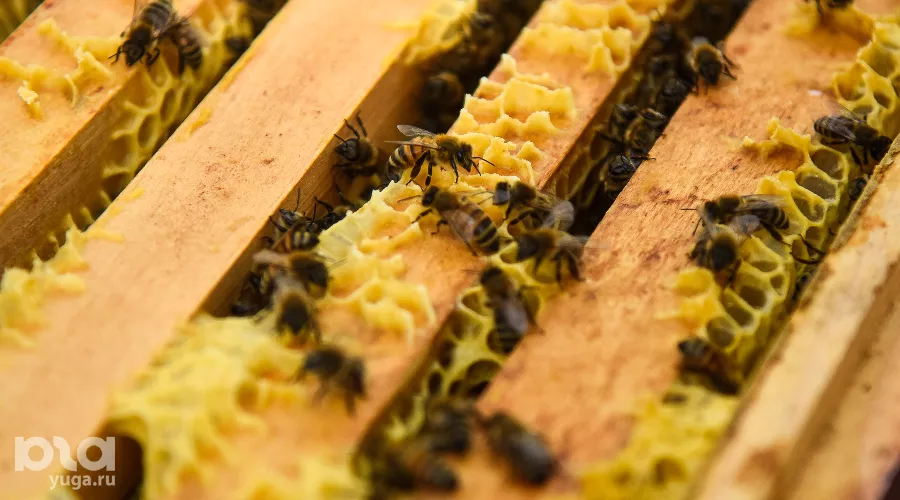  &copy;&nbsp;Фото Елены Синеок, Юга.ру