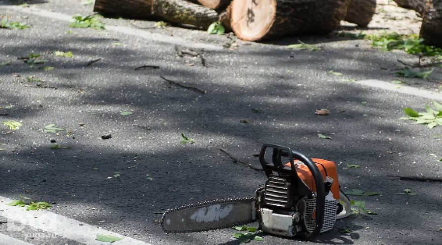 Спил деревьев на ул. Красной в Краснодаре &copy;&nbsp;Михаил Ступин, ЮГА.ру