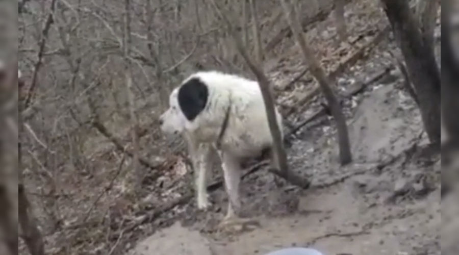  &copy;&nbsp;Кадр из видео телеграм-канала &laquo;ЧП Новороссийск&raquo;, t.me/chpnvrsk