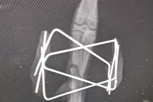  &copy;&nbsp;Фото из группы &laquo;"Рио" — Помощь диким птицам Краснодар&raquo;, vk.com/riokrasnodar23