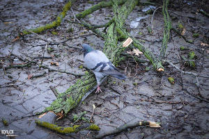 Ликвидация последствий ледяного дождя в Краснодаре &copy;&nbsp;Елена Синеок, ЮГА.ру