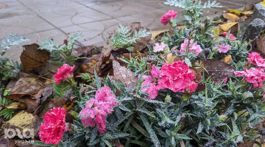  &copy;&nbsp;Фото Александры Прохоренковой-Аксеновой, Юга.ру