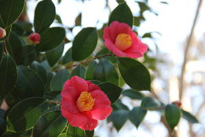 Камелия японская © Фото пресс-службы Сочинского нацпарка