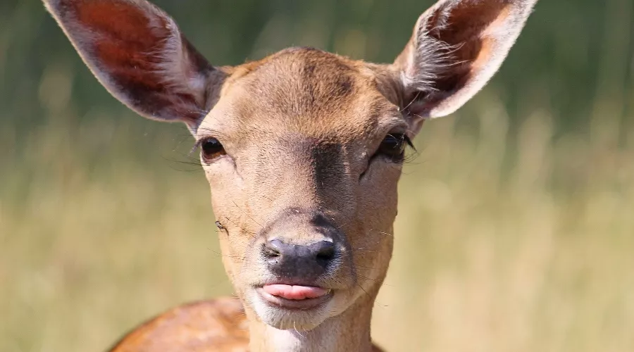  &copy;&nbsp;Фото с сайта pixabay.com