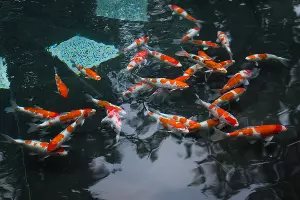 Парк «Краснодар» &copy;&nbsp;Фото Елены Синеок, Юга.ру