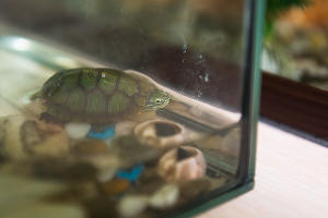  © Фото Елены Синеок, Юга.ру