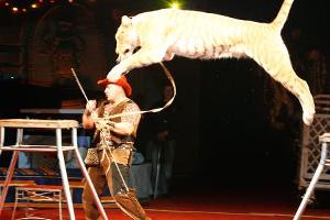 Цирк максимус отрада. Цирк максимус во владимире. Цирк максимус подольск. Цирк максимус отрада расписание. Цирк максимус лобня.