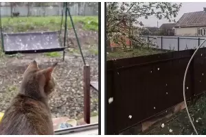  &copy;&nbsp;Скриншот из телеграм-канала &laquo;Телетайп&raquo; https://t.me/tipichkras/62200