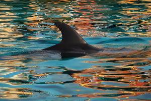 Дельфин © Фото с сайта pixabay.com