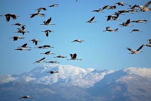 Наблюдение за птицами на «Розе Хутор» © Фото пресс-службы горного курорта «Роза Хутор»