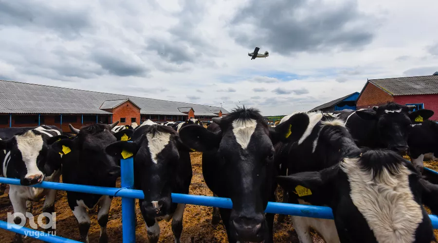  &copy;&nbsp;Фото Елены Синеок, Юга.ру