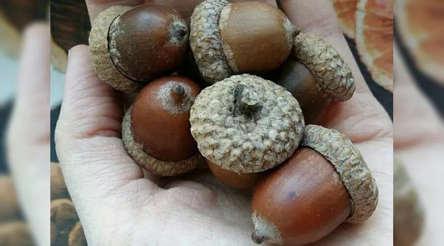 Жёлуди дуба красного &copy;&nbsp;Фото пресс-службы управления лесами Республики Адыгея