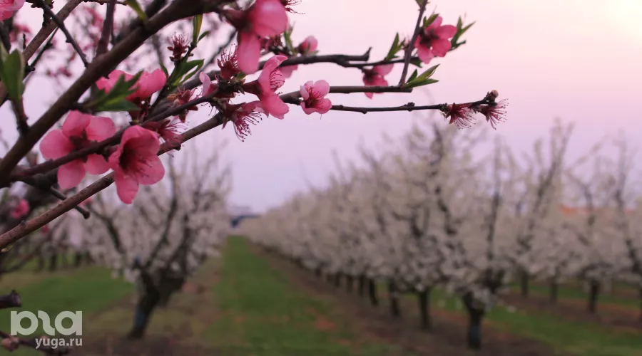  &copy;&nbsp;Фото Марины Солошко, Юга.ру
