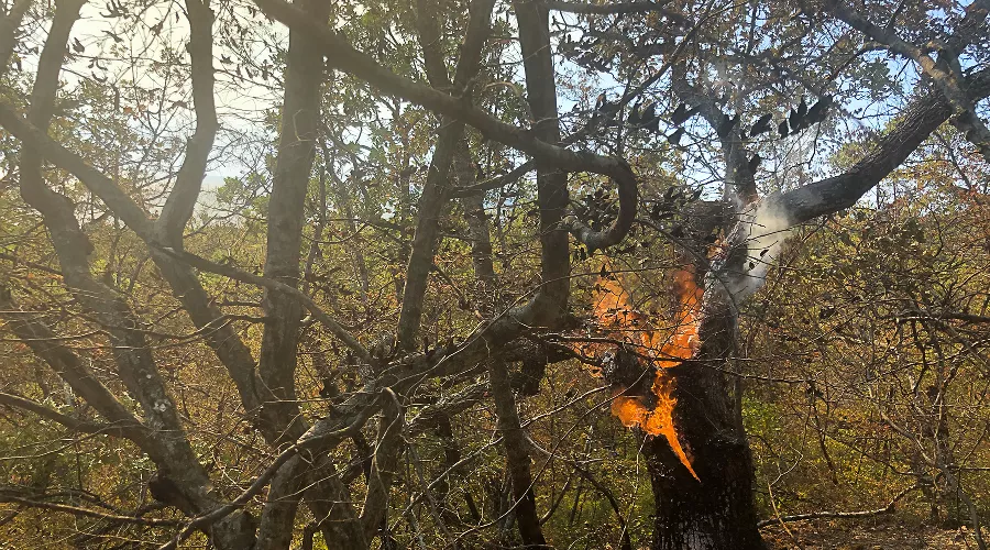 Пожар в заповеднике «Утриш» &copy;&nbsp;Фото Марии Сотсковой
