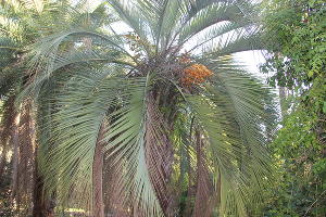 Бутия головчатая, или «желейная» пальма © Фото пресс-службы Сочинского нацпарка