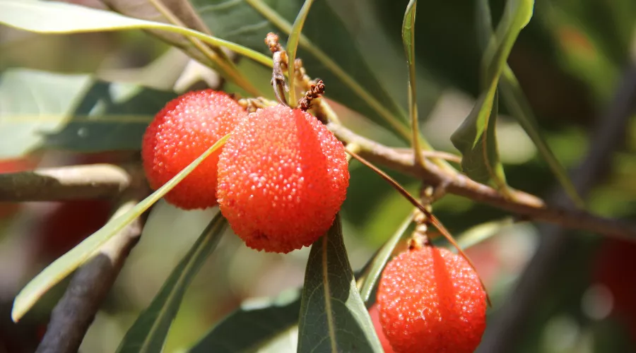  &copy;&nbsp;Фото пресс-службы Сочинского нацпарка