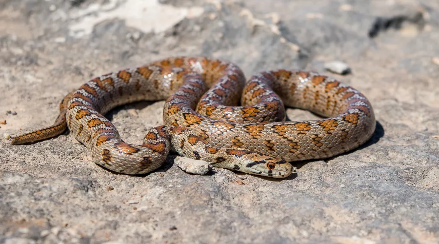  &copy;&nbsp;Фото пользователя wirestock с сайта freepik.com